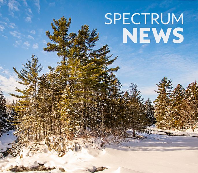 A pretty Maine wilderness scene showing woods with pine trees and snow on the ground