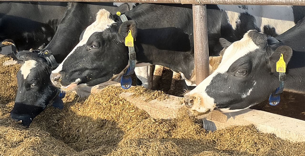 Cows wearing tracking devices gather at a trough at Mighty Grand Dairy Farm in Wisconsin