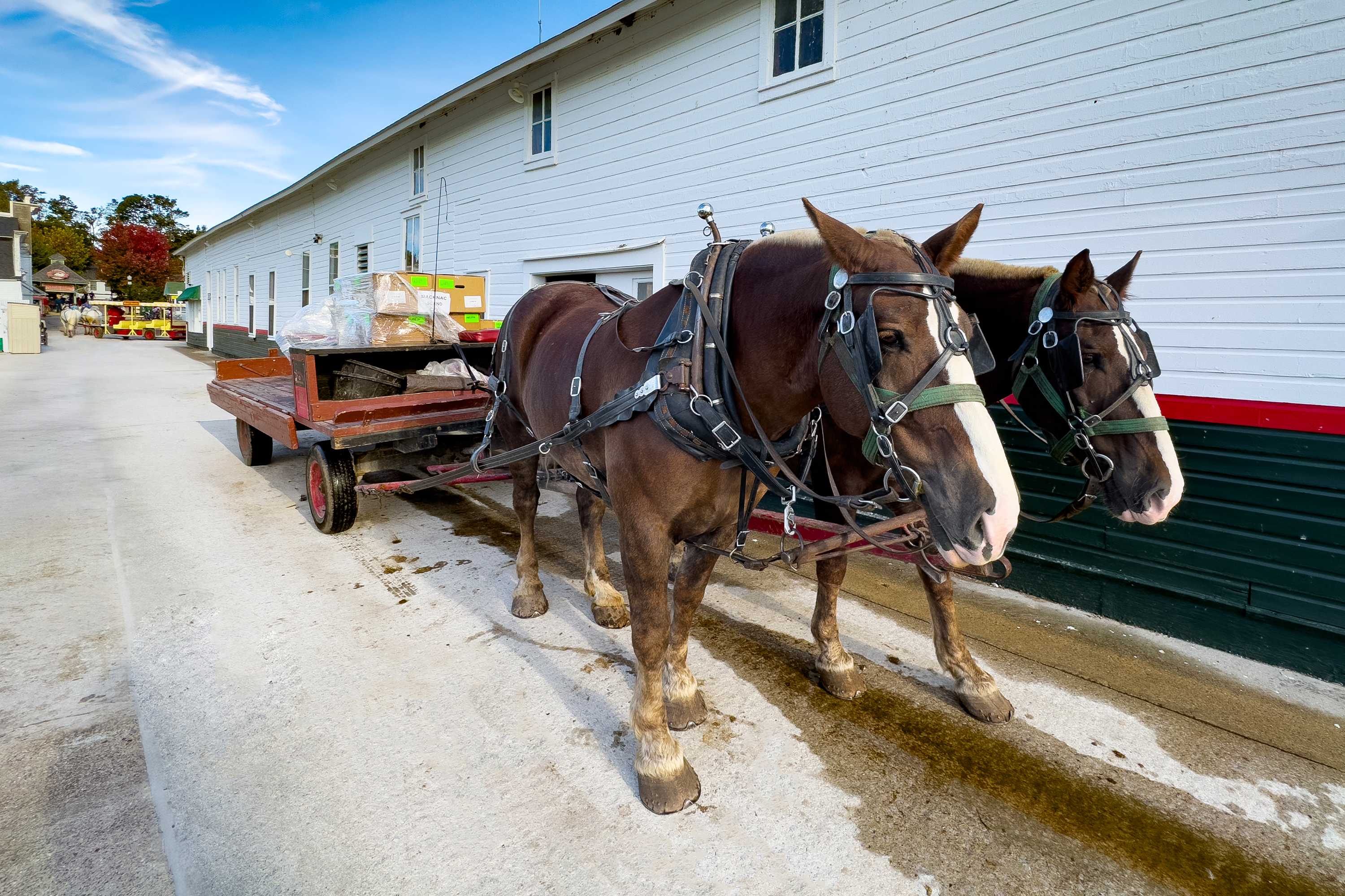 Mackinac | Horses and Carriage 1
